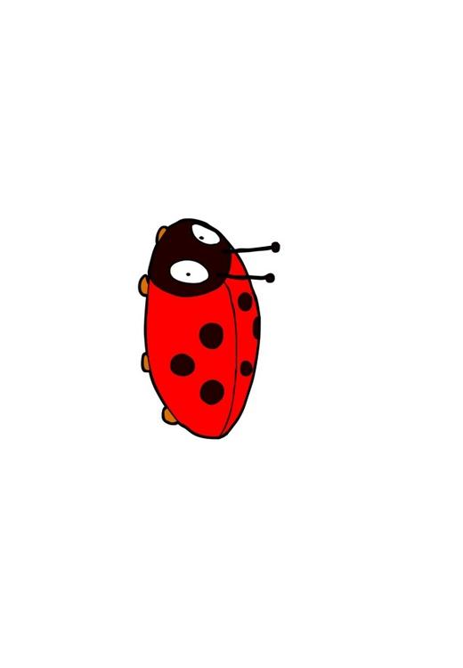 ladybird