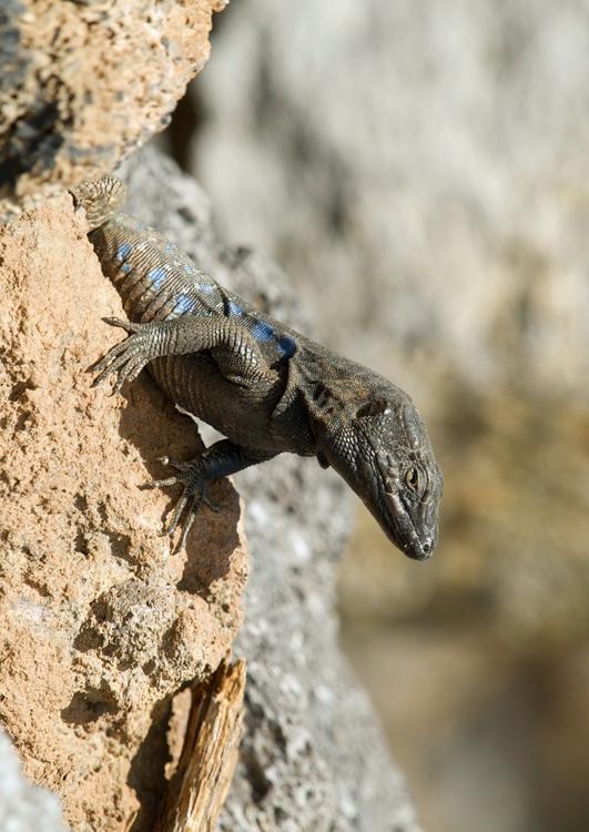 Lizard