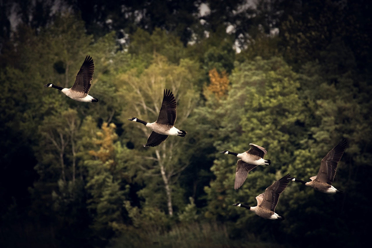 Photo migratory birds