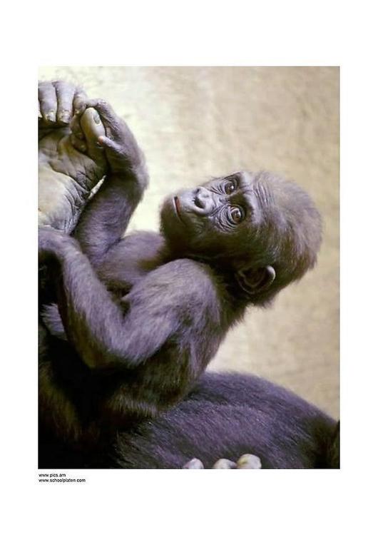monkey