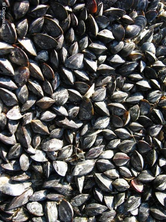 mussels 3