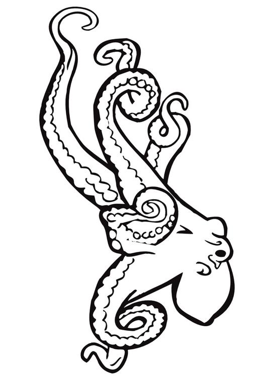 octopus
