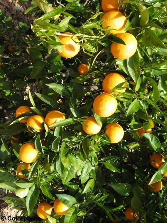 Photo oranges