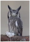 Photos owl