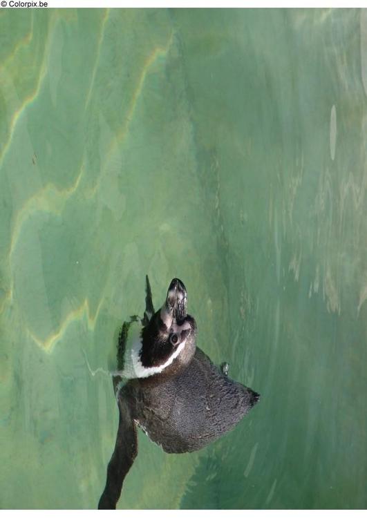 penguin