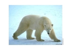 Photos polar bear