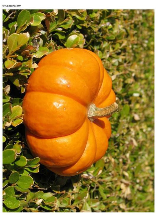 pumpkin