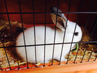 Photos rabbit in cage