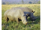 Photos rhino