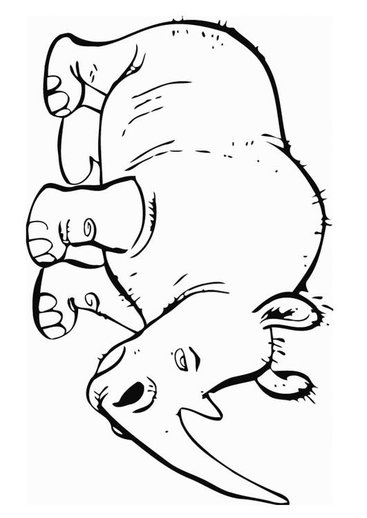 rhinoceros