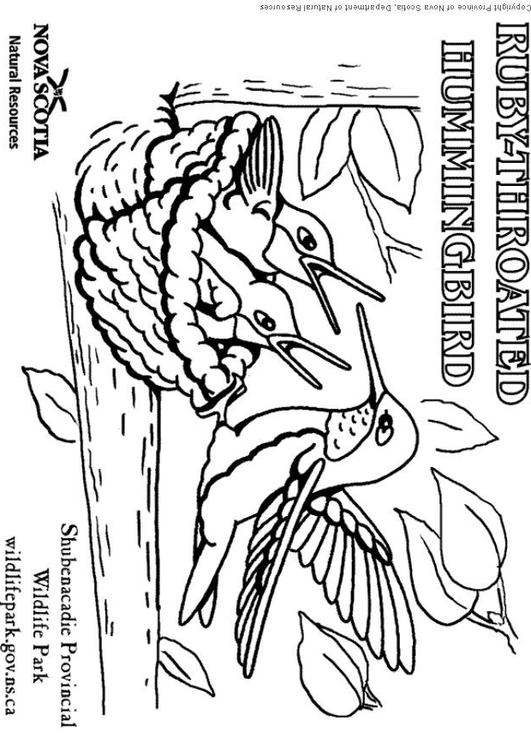 ruby-throated hummingbird