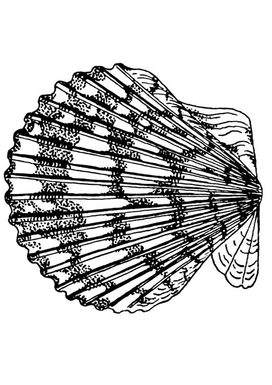 Scallop