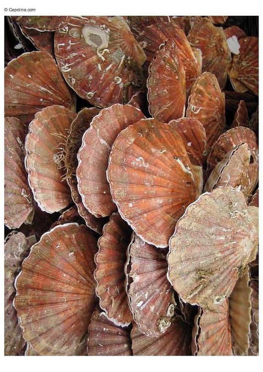 scallops