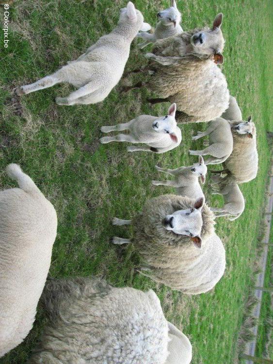 scheep with lambs