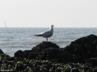 Photos sea gull