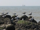 Photos sea gulls 3