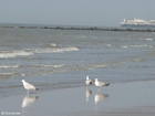 Photos sea gulls 4