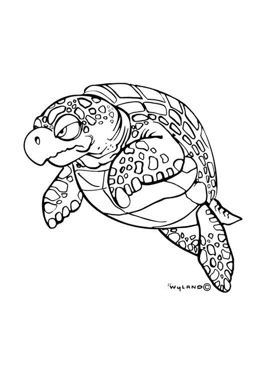 sea turtle