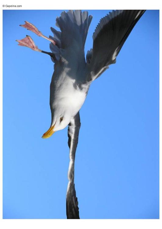seagull