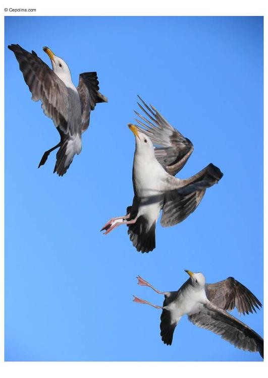 seagulls