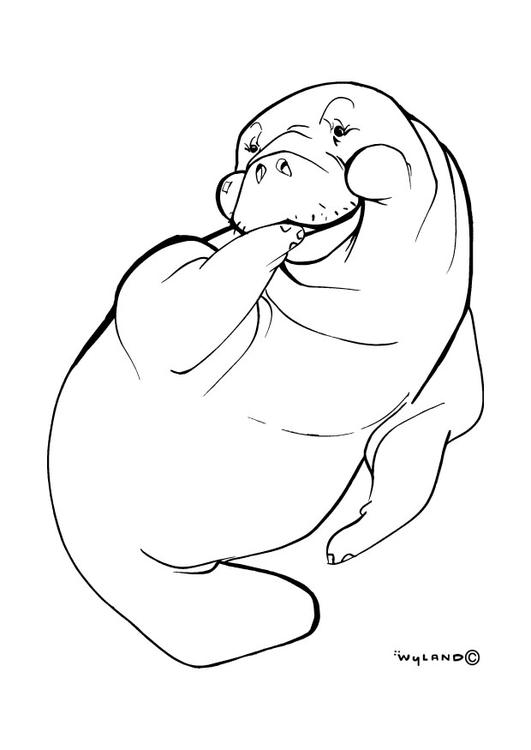 seal