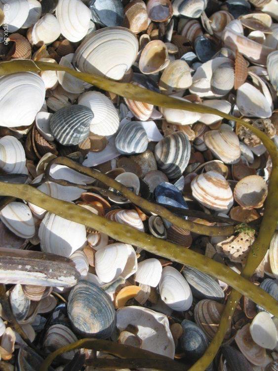 shells 1