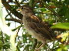 Photos sparrow