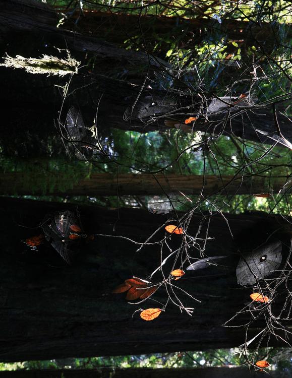 Spider webs 