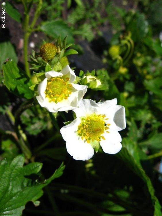 strawberry blossom