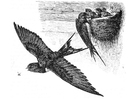swallow