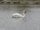 Photos swan 1