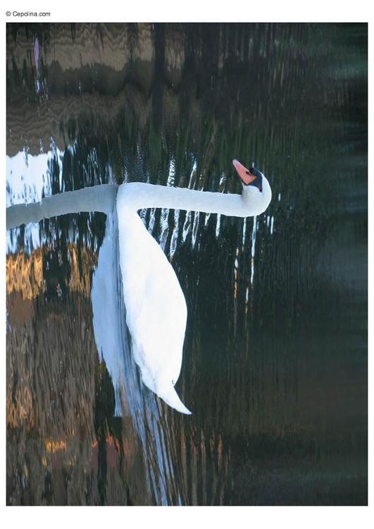 swan
