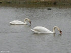 Photos swans