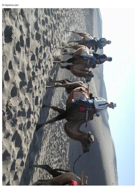 trekking through desert on camels
