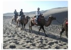 Photos trekking through desert on camels