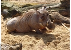 Photos warthog
