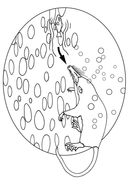 water mole senses vibrations