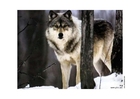 Photos wolf