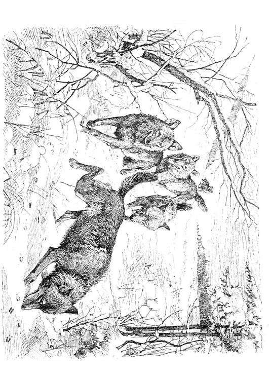 wolves
