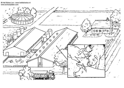 pig breeding farm