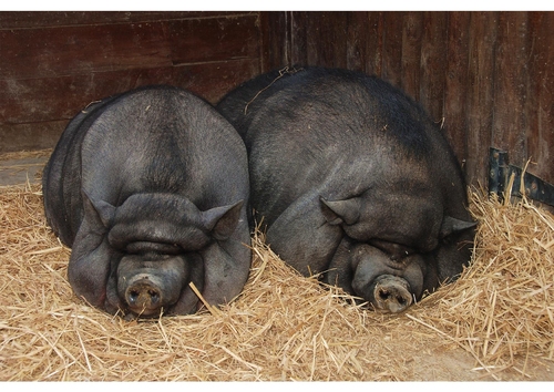 pigs