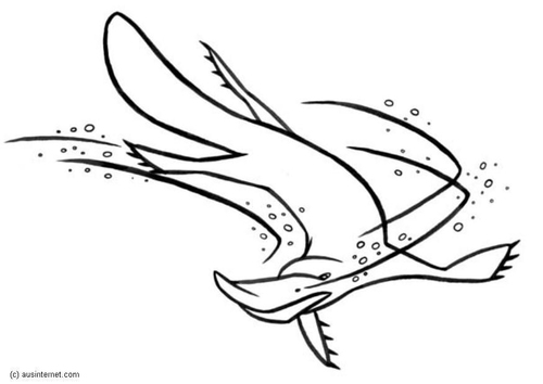 platypus