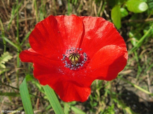 poppy