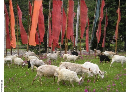 prayer flags 2