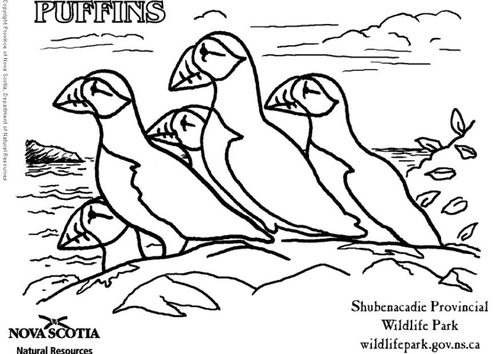 puffins