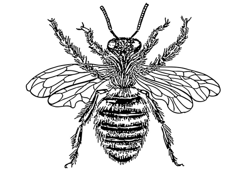 Queen bee