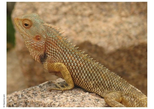 reptile