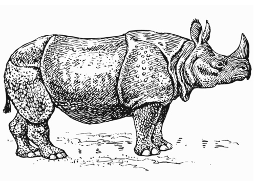Rhinoceros