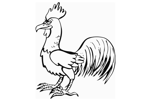 rooster