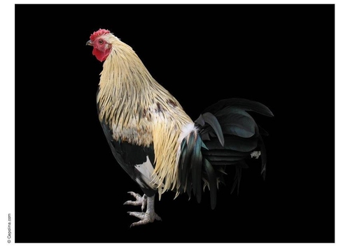rooster